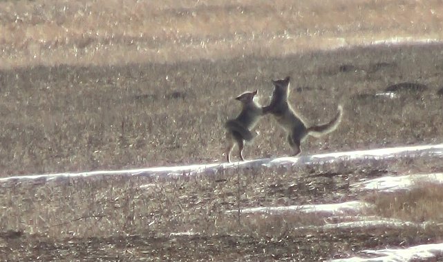 Kars'ta eşine kur yapan tilki kamerada