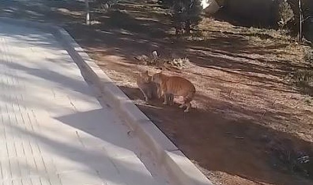 Kavga eden kedileri hem çekti hem de sunucu gibi anlattı: &#039;&#039;Karşısındaki belasını arıyor herhalde&#039;&#039;