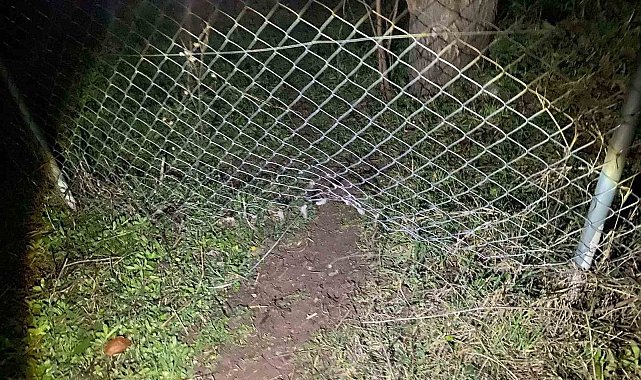 Kaybolan 10 küçükbaş hayvanı jandarma buldu