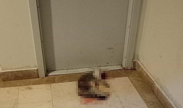 Kedi Eros'u darp ederek öldüren İbrahim Keloğlan hakkındaki karar kaldırıldı