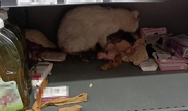Kedi markette doğum yaptı