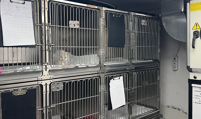 Kediden kediye kan nakli yaptılar