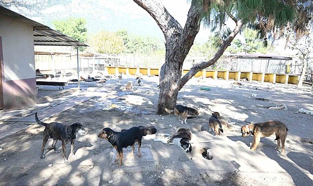 Kemer'de ocak ayında 229 hayvan kısırlaştırıldı