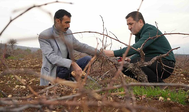 Kilis horozkarası üzümünde budama mesaisi başladı