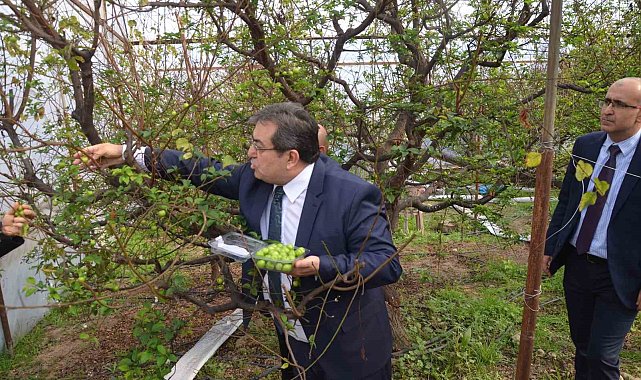Kilosu 150 dolardan ihracata gönderilecek: Temsili ilk erikler toplandı