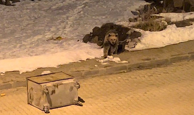 Kış uykusundan uyanan boz ayılar yiyecek bulmak için ilçe merkezine indi