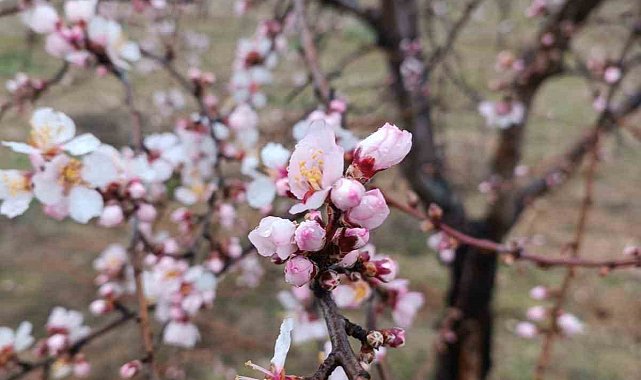 Konya'da badem ağaçları erken çiçek açtı