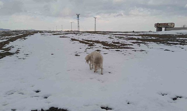 Köpeğin dronla imtihanı