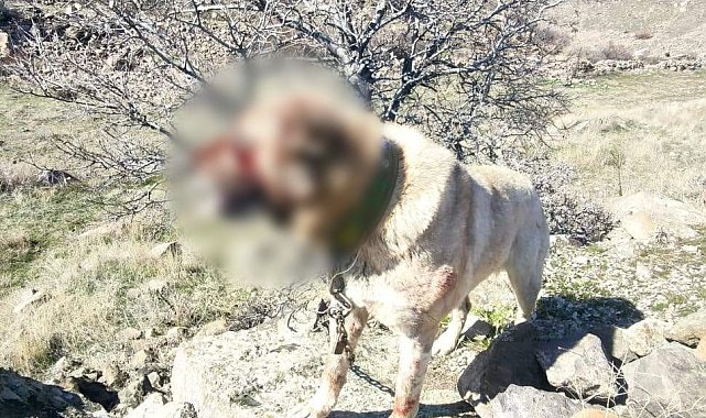 Köpek dövüştüren 12 kişi yakalandı