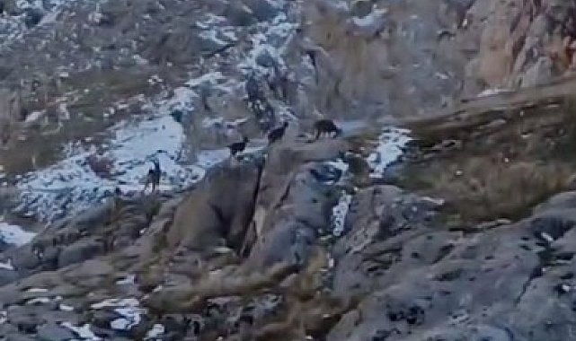 Koruma altındaki dağ keçileri sürü halinde görüntülendi