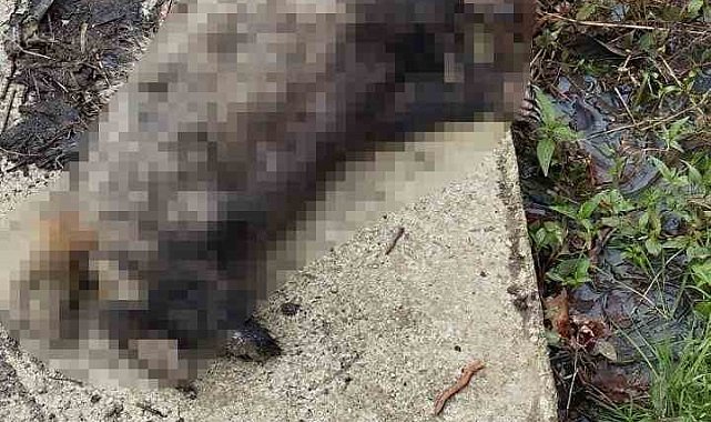 Koyunları telef eden porsuk, köpekler tarafından telef edildi