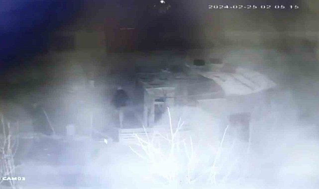 Kümes hırsızının rahat tavırlar sergileyerek tavuk çalması güvenlik kamerasında