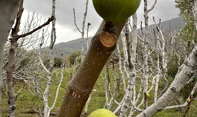 Küresel ısınma, incir ağaçlarını da şaşırttı