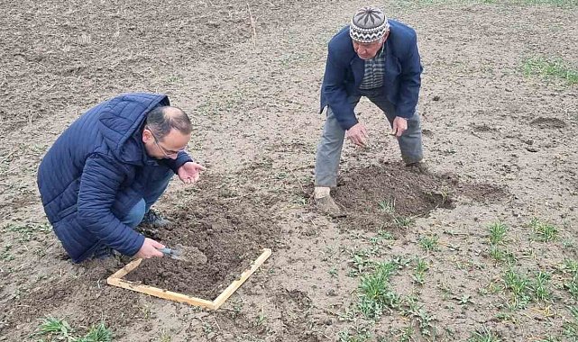 Kütahya'da hububat ekili alanlarda Ekin Kambur Böceği zararlısı tespit edildi