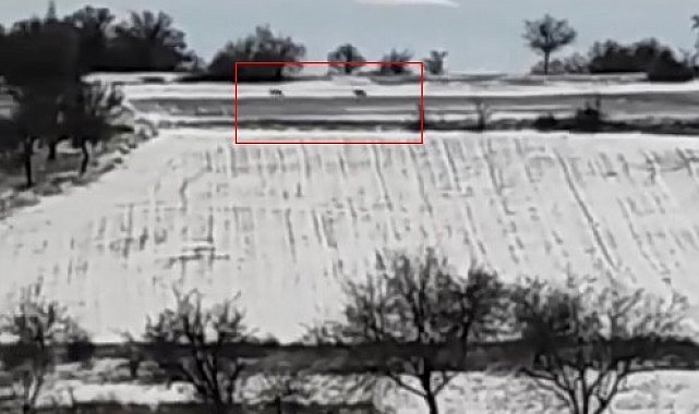 Mahalleye inen kurt sürüsünü bağırarak uzaklaştırdı