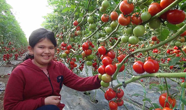 Mersin'de örtü altı domates hasadı başladı