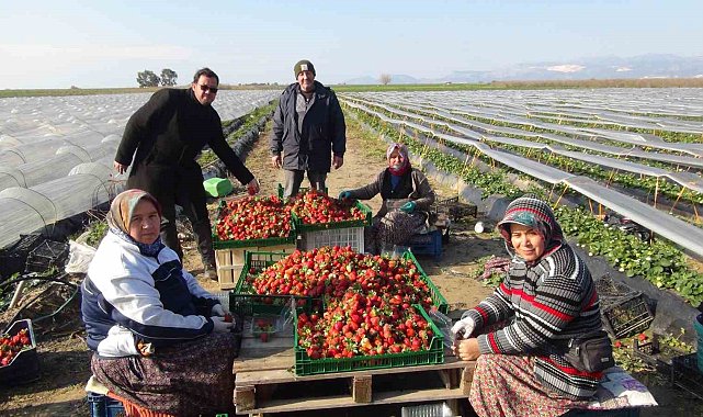 Mersin'de örtü altında çilek hasadı sürüyor
