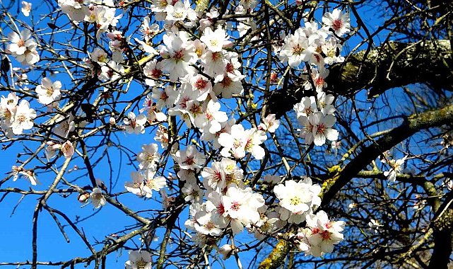 Muğla'da badem ağaçları çiçek açtı