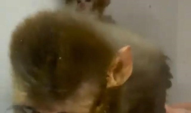 Muzla beslenen maymunlardan keyifli anlar