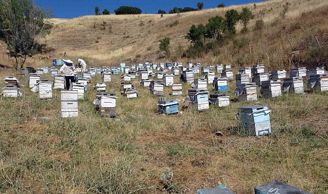 Nakliye giderleri gezgin arıcıları olumsuz etkiledi