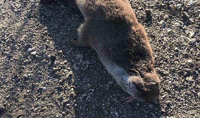 Nesli tükenmek üzere olan su samuruna araç çarptı