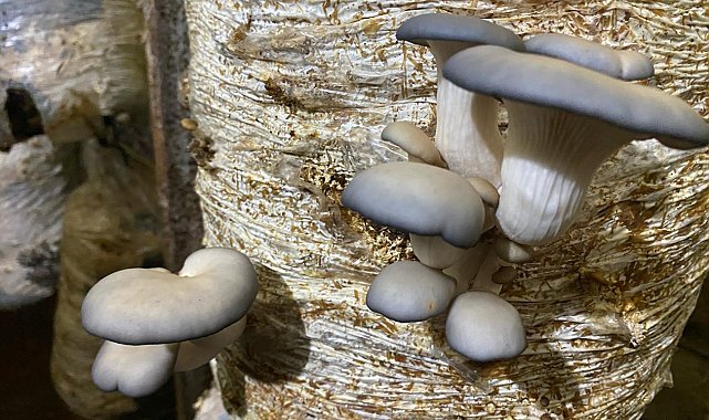 Öğrencisi olduğu ilkokulda istiridye mantarı üretiyor