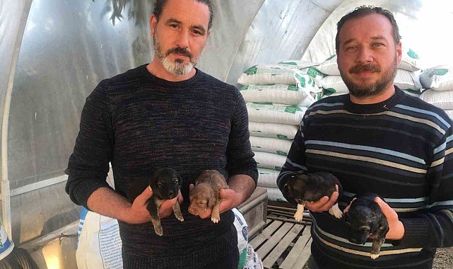On gün önce doğum yapan köpeği ezip olay yerinden kaçtı