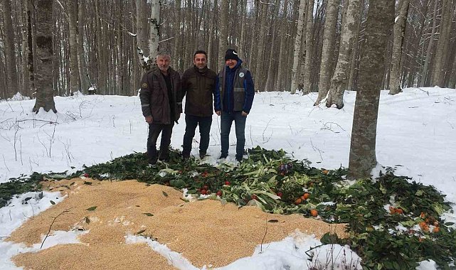 Ordu'da yaban hayvanları için doğaya yem bırakıldı