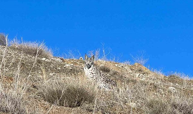 Ormanın hayaleti Sivas'ta görüntülendi