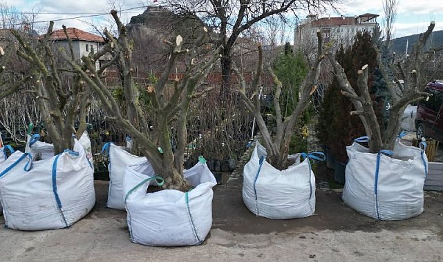 Osmancık'ta zeytin yetiştiriciliğine ilgi her geçen gün artıyor