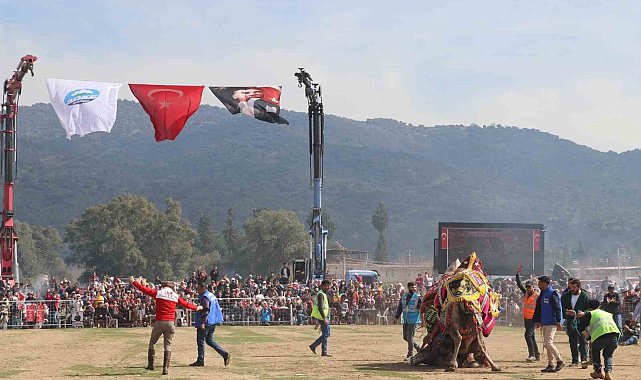 Pehlivan develer Bağarası'nda güreşti
