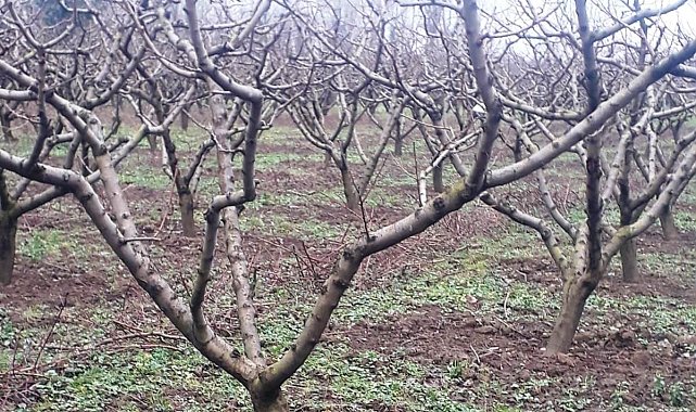 Sağlam: "Meyve bahçelerinde kullanılan aletler dezenfekte edilmeli"