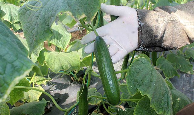 Salatalığın büyükşehirlerde yüksek fiyattan satılması tartışmalara yol açtı