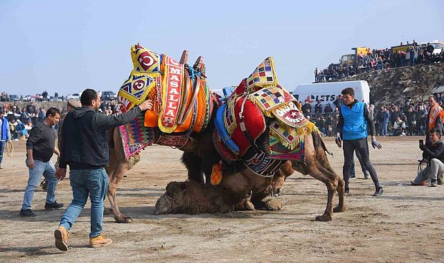 Salihli 10. Geleneksel Deve Güreşi Festivali'ne hazır