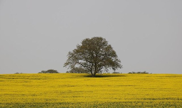 Samsun'da tarım ve hayvancılık projeleri hayata geçiriliyor