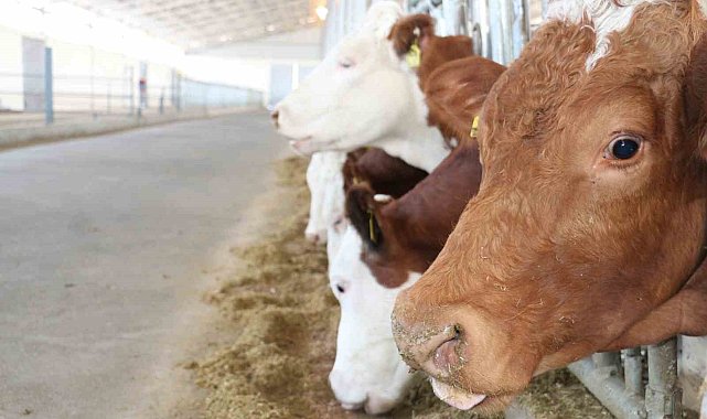 Şap hastalığına karşı bu yıl 3 doz aşı uygulanacak