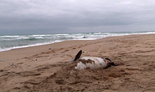 Şile'de ölü yunus sahile vurdu