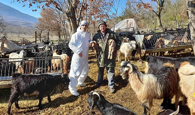 Simav'da çoban tespitleri yapılıyor