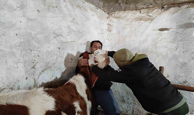 Sinanpaşa'da şap ve brusella aşılaması yapıldı