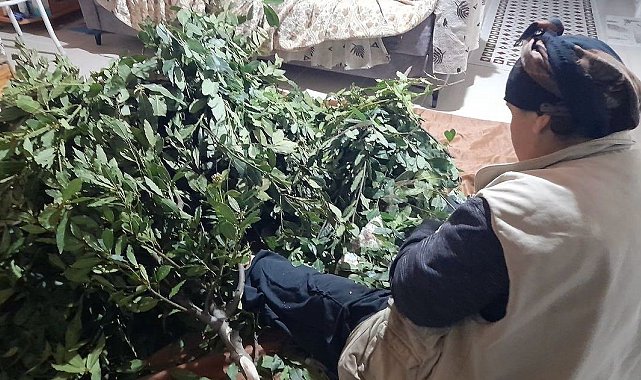 Sinop'ta toplanan defne yaprakları yoğun ilgi görüyor