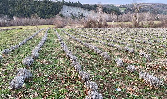 Sinop'ta yaklaşık 700 adet salep dikimi yapıldı