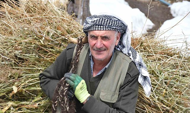 Şırnak'ta besiciler yemleri sırtlayarak hayvanlarını besliyor