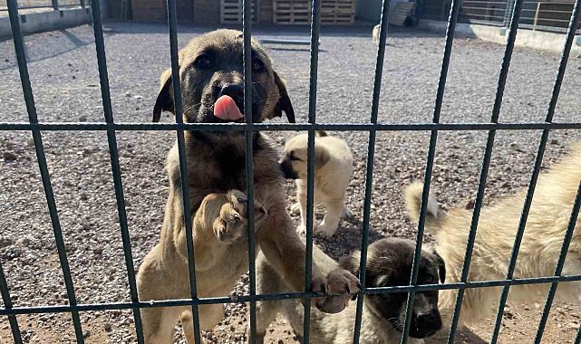 Sokak hayvanlarının yeni yuvası: 'Pet-i Bor'