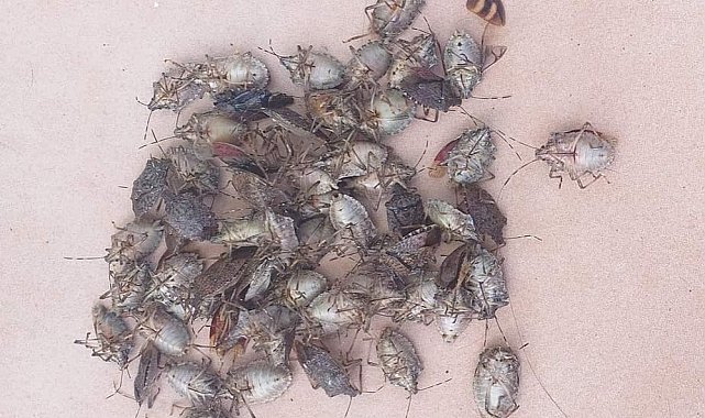 Soydan: "Kahverengi kokarca ile doğru zamanda doğru mücadele yapılması gerekiyor"