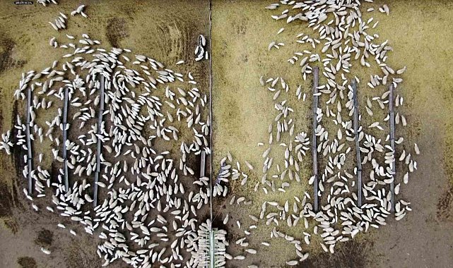 Süt kuzuları günde 2 defa anneleriyle buluşturuluyor