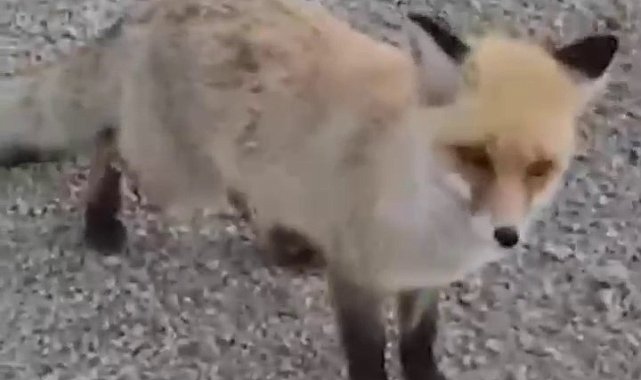 Tilkiyi elleriyle besledi