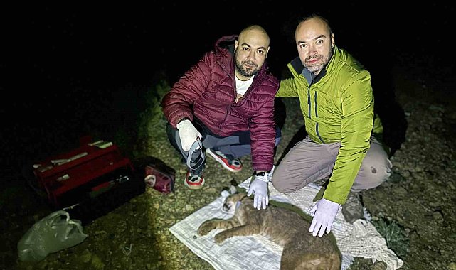 Türkiye'de ilk defa Karakulak'a uydu takip cihazı takıldı