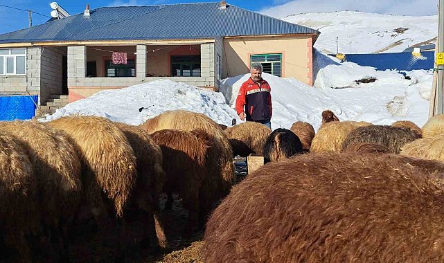 Türkiye'nin en yüksek rakımlı köyünde zorlu hayvancılık