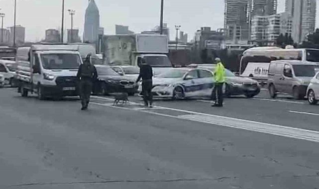 Ümraniye'de TEM'E giren tilki trafiği birbirine kattı