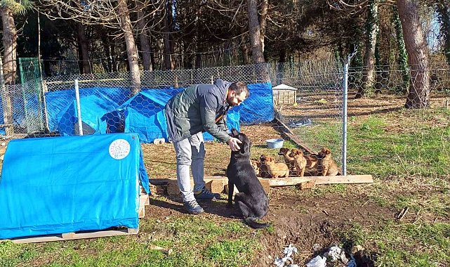 Ünye'de sokak hayvanlarına barınak ve mama desteği